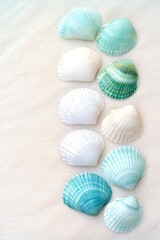 Sticker - Seashell collection in vibrant shades of turquoise and white arranged on sandy surface highlighting natural beauty and textures