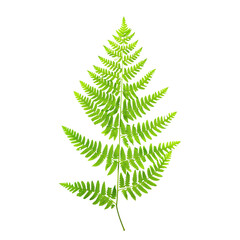 Wall Mural - Boston fern leaf isolated on a clear background, showcasing its delicate fronds.