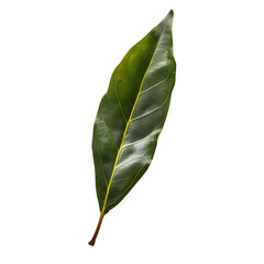 Wall Mural - Detailed California laurel leaf with natural sheen on a transparent backdrop.