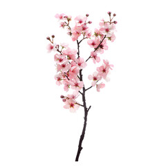 Wall Mural - Cherry blossom branch isolated on a clear background, highlighting its blooming petals.