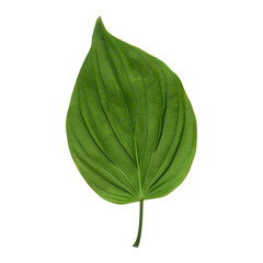 Wall Mural - Dogwood leaf isolated on a clear background, highlighting its unique shape and natural beauty.