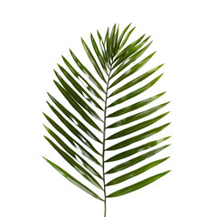 Wall Mural - A green palm leaf on a transparent background, showcasing its large, fan-shaped fronds.