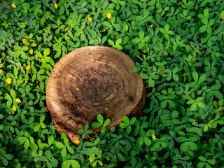 Wall Mural - pattern of a felled tree trunk, the tree is located in the park