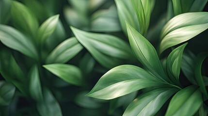 Poster - Close-up View of Fresh Lush Green Leaves Displaying Natural Texture and Vibrancy Ideal for Nature-Themed Designs and Backgrounds in Various Creative Projects