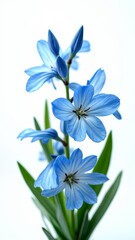 Wall Mural - A small, delicate flower with six petals and a slender stem, typically blue or white in color