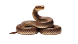 Closeup of a coiled brown snake isolated on a transparent background