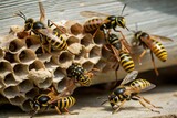 ouch yes wasps sting but they are as important to gardens as honeybees