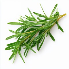 Vibrant Sprig of Fresh Rosemary Isolated on White Background, Perfect for Culinary and Health Projects