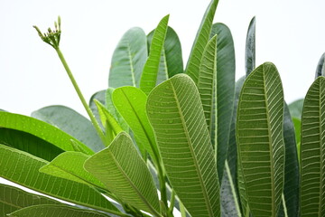 Wall Mural - beautiful green leaf texture in springtime, water drop on frangipani leaves
