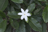 White flower on a gardenia plant in a garden