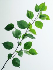 Canvas Print - Green leaves on white background