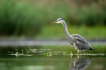 Wall Mural - gray heron bird ( ardea cinerea )