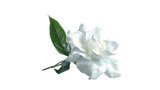 A delicate white gardenia flower against a transparent background.