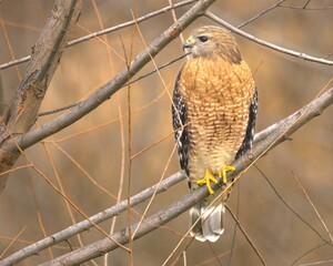 Wall Mural - Red-shouldered Hawk looking for a mouse