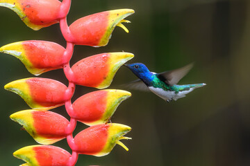 Wall Mural - hummingbird long-tailed sylph, aglaiocercus kingi with orange flower, in flight. hummingbird from co