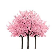 Wall Mural - beautiful pink cherry blossom trees in full bloom against a white background cherry blossom season