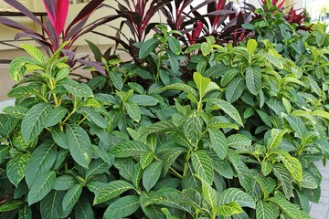 Outdoor ornamental plants in a park