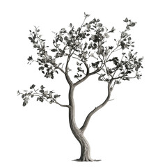 Poster - A grayscale image showcases a small tree with delicate leaves isolated against a white backdrop, offering a minimalist aesthetic.