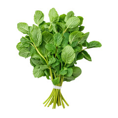 Wall Mural - Isolated Fresh Mint Bunch