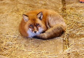 Wall Mural - A fox is laying down in a pile of hay