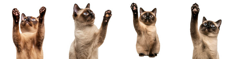 Siamese cats reaching for invisible toy, playful and curious expressions, isolated on transparent background.