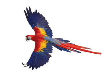 Wall Mural - Colorful flying Scarlet Macaw parrot isolated on transparent background png file