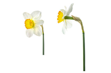 Wall Mural - spring fresh flower daffodil. two options. Isolated on white background. Isolated on transparent. png format available