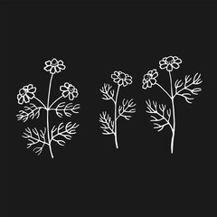 Wall Mural - Set of medicinal chamomile. Hand drawn vector illustration in outline style.