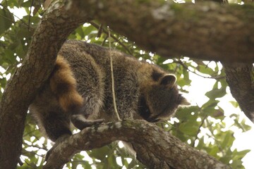raccoon in the tree
