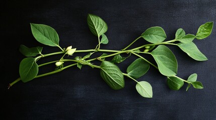 Wall Mural - A close-up of a green branch with vibrant leaves and buds against a dark background.