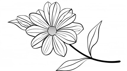 Wall Mural - A simple line drawing of a daisy flower, vector illustration, white background, clean lines