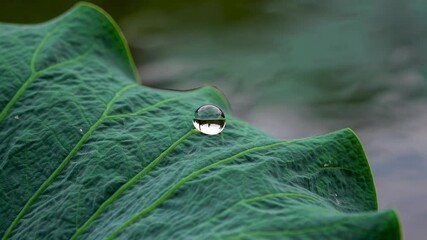 Aufkleber - Water droplet resting on a green leaf near calm water surface in a natural setting