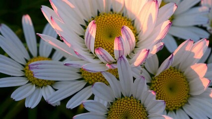 Poster - Beautiful white daisies bloom in the golden morning light showcasing nature's vibrant colors and delicate petals