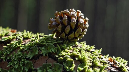 Poster - Nature showcases a pine cone surrounded by vibrant green moss in a serene forest setting