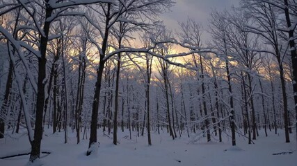 Aufkleber - Winter forest landscape with snow-covered trees and glowing sunset in the background