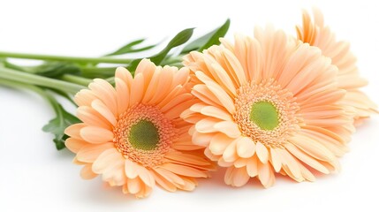 Poster - Vibrant Peach Gerbera Daisies on White Background Highlighting Natural Elegance : Generative AI