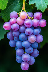 Fototapete - A vibrant close-up photograph of a bunch of juicy grapes hanging on a lush green vine, captured with soft natural lighting to highlight their rich colors and textures,