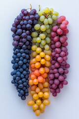 Aufkleber - A vibrant image of grapes in various stages of ripeness, arranged to show the transition from green to purple, highlighting the natural growth process,