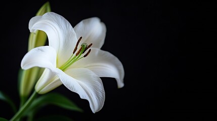 Poster - CloseUp of a White Lily Flower with Dark Background Highlighting Its Elegant Petals : Generative AI