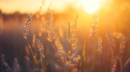 Poster - Golden sunlight illuminating tall wild grass in serene natural setting : Generative AI