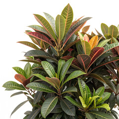  tree leaves isolated