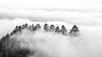 Poster - Misty Forest with Lone Pine Trees Emerging from Thick Fog : Generative AI