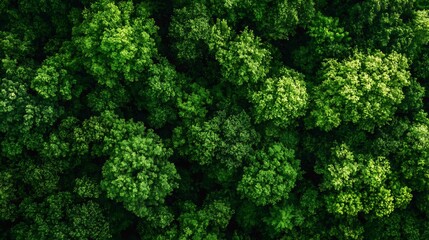 Poster - Vibrant birds eye view of lush dense green forest canopy scenic aerial landscape : Generative AI