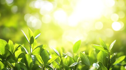 Aufkleber - Fresh Green Leaves in Sunlight Symbolizing Growth and Natural Beauty in a Lush Green Forest : Generative AI