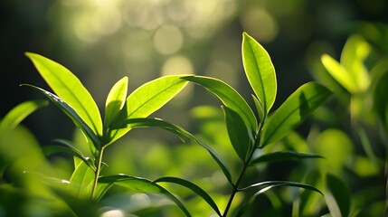 Aufkleber - Sunlit Green Leaves with Bokeh Background in a Tranquil Forest Setting : Generative AI