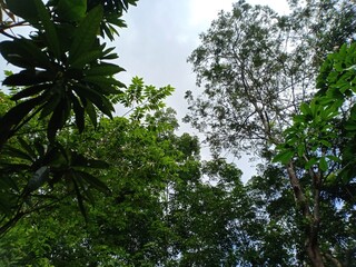  trees and sky