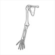 © belton - Hand bones drawing handmade illustration artwork