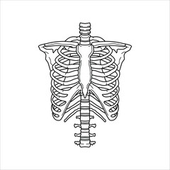 rib cage hand drawn illustration artwork