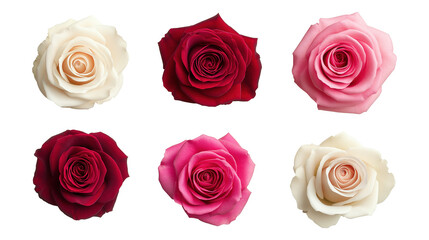 Wall Mural - Elegant rose blooms in romantic colors image set isolated transparent. Flowers romantic florals cut outs photo png collection. Arrangement of Valentine day flora cutouts elements objects