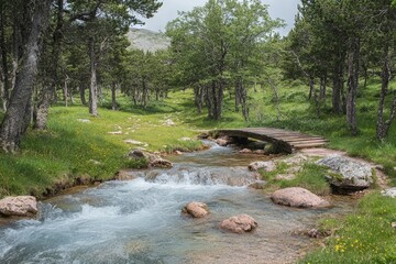 Poster - Scenic forest landscape featuring a wooden bridge over a flowing stream surrounded by greenery and trees